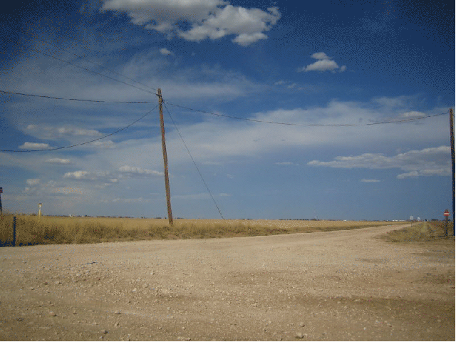 Tumbleweed in the desert